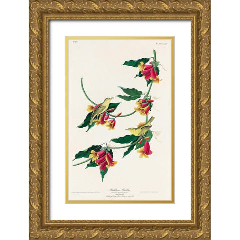 Rathbone Warbler Gold Ornate Wood Framed Art Print with Double Matting by Audubon, John James