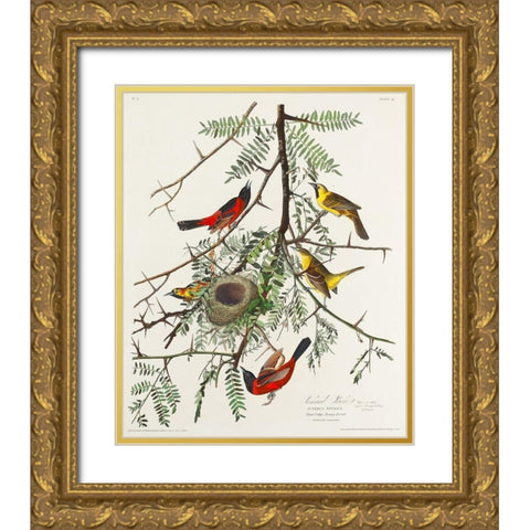 Orchard Oriole Gold Ornate Wood Framed Art Print with Double Matting by Audubon, John James