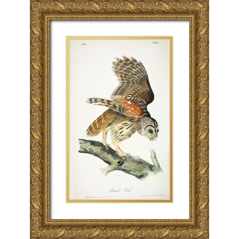 Barred Owl Gold Ornate Wood Framed Art Print with Double Matting by Audubon, John James