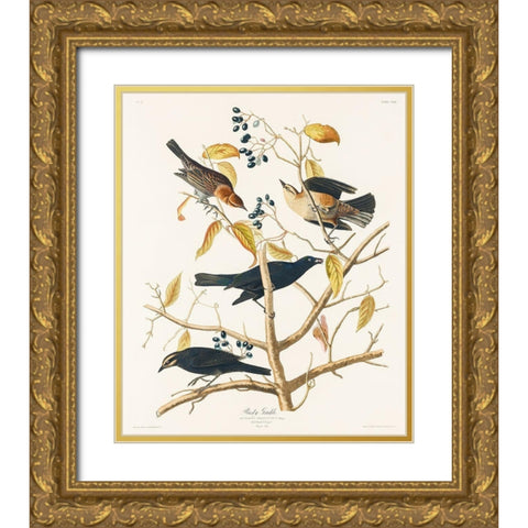 Rusty Grakle Gold Ornate Wood Framed Art Print with Double Matting by Audubon, John James