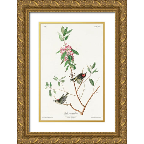 Ruby crowned Wren Gold Ornate Wood Framed Art Print with Double Matting by Audubon, John James
