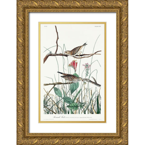 Savannah Finch Gold Ornate Wood Framed Art Print with Double Matting by Audubon, John James