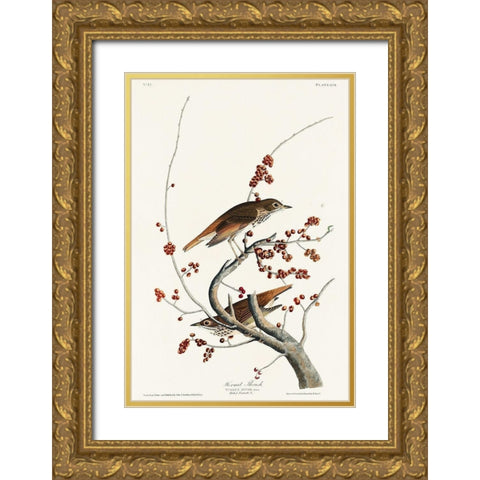 Hermit Thrush Gold Ornate Wood Framed Art Print with Double Matting by Audubon, John James