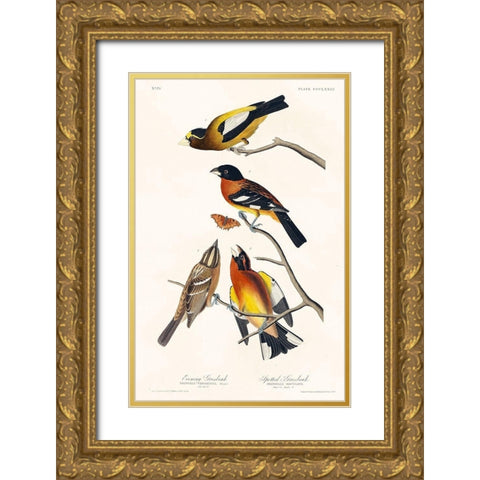 Evening Grosbeak and Spotted Grosbeak Gold Ornate Wood Framed Art Print with Double Matting by Audubon, John James