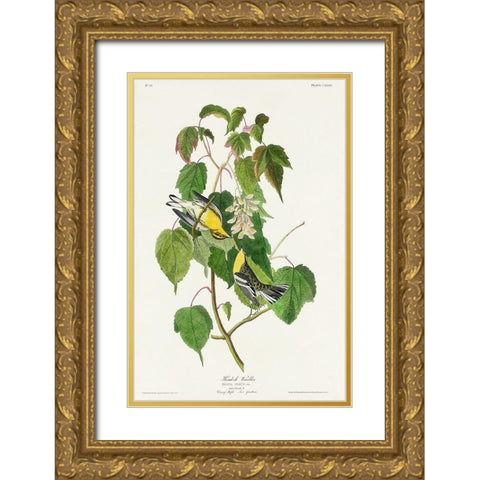 Hemlock Warbler Gold Ornate Wood Framed Art Print with Double Matting by Audubon, John James