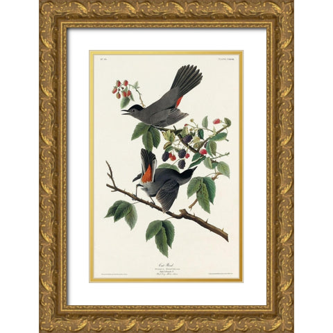 Cat Bird Gold Ornate Wood Framed Art Print with Double Matting by Audubon, John James