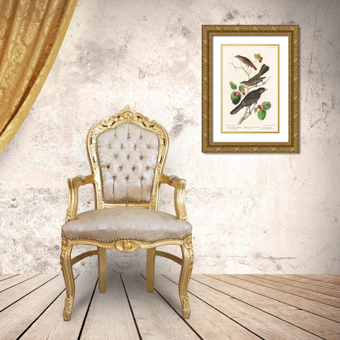 Little Tawny Thrush, Ptiliogonys Townsendi and Canada Jay Gold Ornate Wood Framed Art Print with Double Matting by Audubon, John James