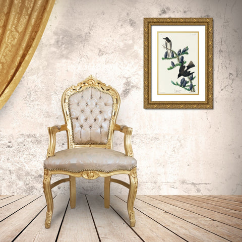 Olive sided Flycatcher Gold Ornate Wood Framed Art Print with Double Matting by Audubon, John James