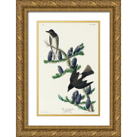 Olive sided Flycatcher Gold Ornate Wood Framed Art Print with Double Matting by Audubon, John James