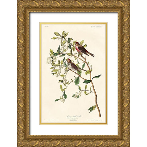 Lesser Red-Poll Gold Ornate Wood Framed Art Print with Double Matting by Audubon, John James