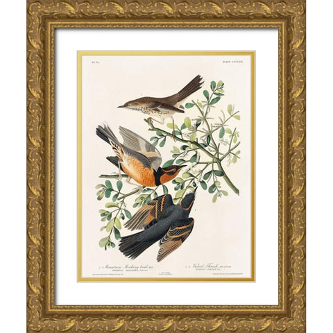 Mountain Mocking bird and Varied Thrush Gold Ornate Wood Framed Art Print with Double Matting by Audubon, John James