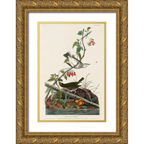 Golden-crowned Thrush Gold Ornate Wood Framed Art Print with Double Matting by Audubon, John James