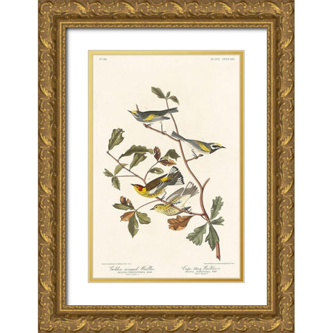 Golden-winged Warbler and Cape May Warbler Gold Ornate Wood Framed Art Print with Double Matting by Audubon, John James