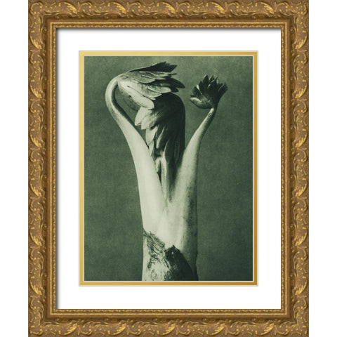 Aconitum (Aconite or Monks Hood) Gold Ornate Wood Framed Art Print with Double Matting by Blossfeldt, Karl