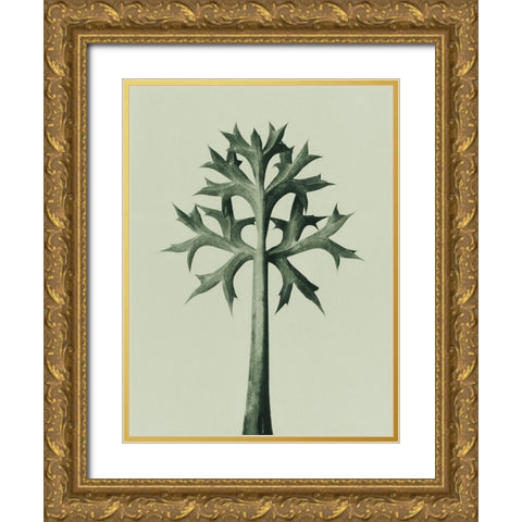 Eryngium Bourgatii (Mediterranean Sea Holly) Gold Ornate Wood Framed Art Print with Double Matting by Blossfeldt, Karl