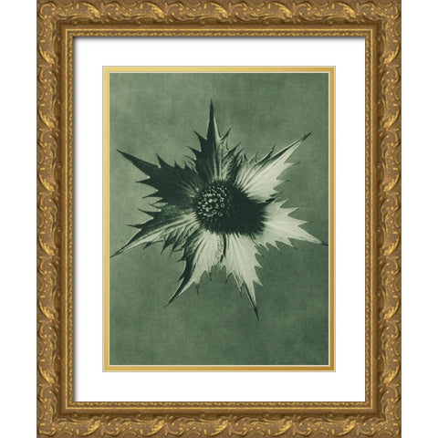 Eryngium Giganteum (Miss Willmotts Ghost) Gold Ornate Wood Framed Art Print with Double Matting by Blossfeldt, Karl