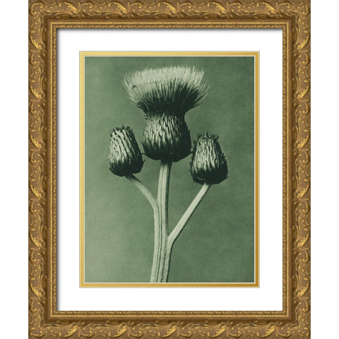 Cirsium Canum (Queen Anne Thistle) Gold Ornate Wood Framed Art Print with Double Matting by Blossfeldt, Karl