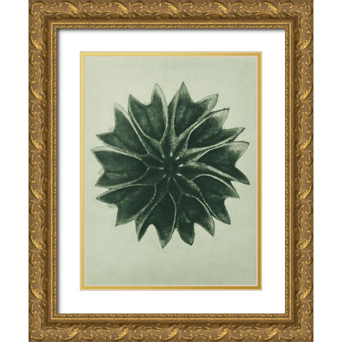 Abutilon (Lime Mallow)  Gold Ornate Wood Framed Art Print with Double Matting by Blossfeldt, Karl