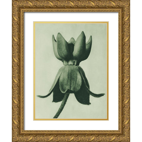Asclepias syriaca (Common Milkweed) Gold Ornate Wood Framed Art Print with Double Matting by Blossfeldt, Karl