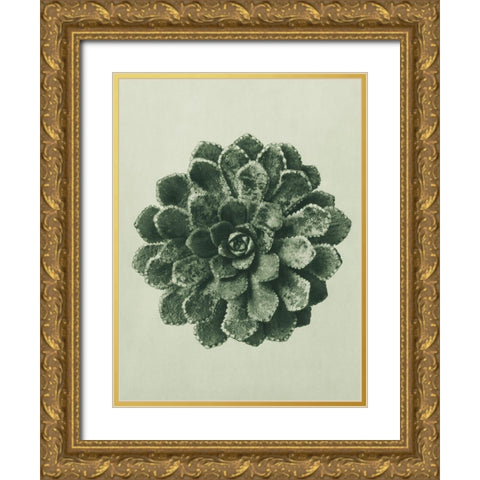 Margined Pyramidal Saxifrage (Saxifraga Aizoon) Gold Ornate Wood Framed Art Print with Double Matting by Blossfeldt, Karl