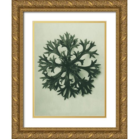 Saxifraga Willkommniana (Willkomms Saxifrage) Gold Ornate Wood Framed Art Print with Double Matting by Blossfeldt, Karl