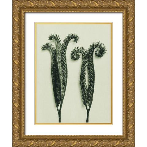 Phacelia Tanacetifolia (Lacy Phacelia) Gold Ornate Wood Framed Art Print with Double Matting by Blossfeldt, Karl