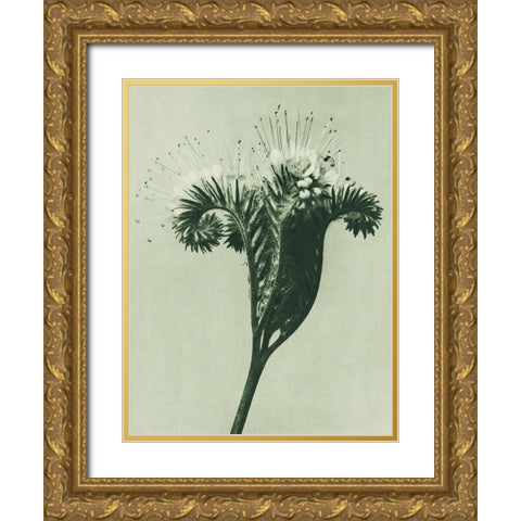 Phacelia tanacetifolia (Lacy Phacelia)  Gold Ornate Wood Framed Art Print with Double Matting by Blossfeldt, Karl