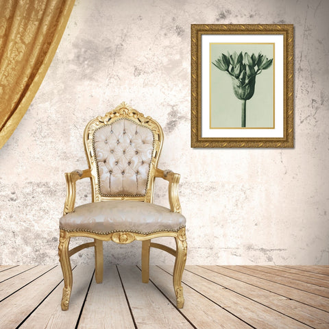 Allium Ostroroskianum (ornamental onion) Gold Ornate Wood Framed Art Print with Double Matting by Blossfeldt, Karl