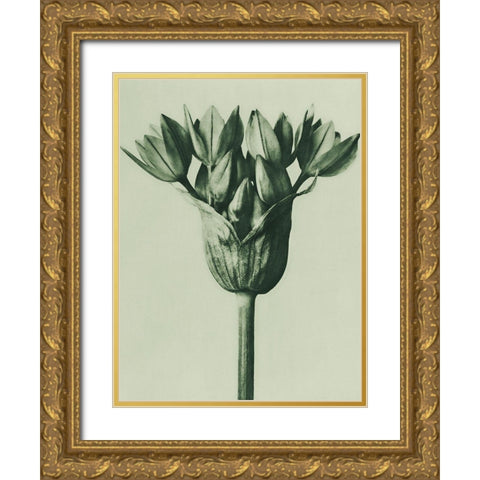 Allium Ostroroskianum (ornamental onion) Gold Ornate Wood Framed Art Print with Double Matting by Blossfeldt, Karl