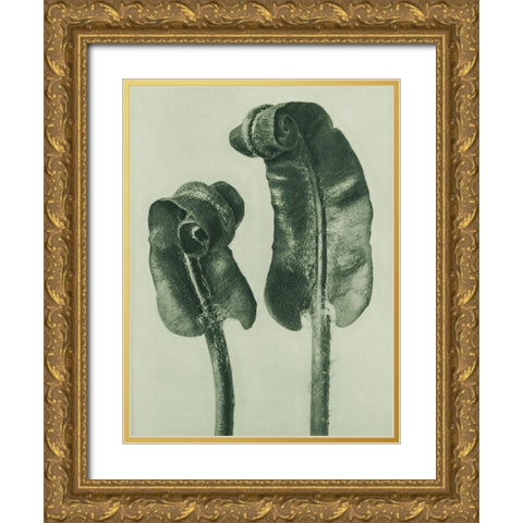 Scolopendrium Vulgare (Hartsâ€“Tongue Fern) Gold Ornate Wood Framed Art Print with Double Matting by Blossfeldt, Karl