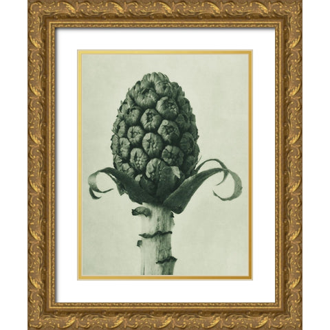 Petasites Officinalis (Butterbur) Gold Ornate Wood Framed Art Print with Double Matting by Blossfeldt, Karl