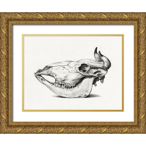 Skull of a cow (Side) Gold Ornate Wood Framed Art Print with Double Matting by Bernard, Jean