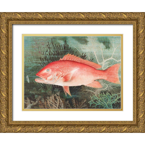 Northern Red SnapperÂ  Gold Ornate Wood Framed Art Print with Double Matting by Kilbourne, Samuel