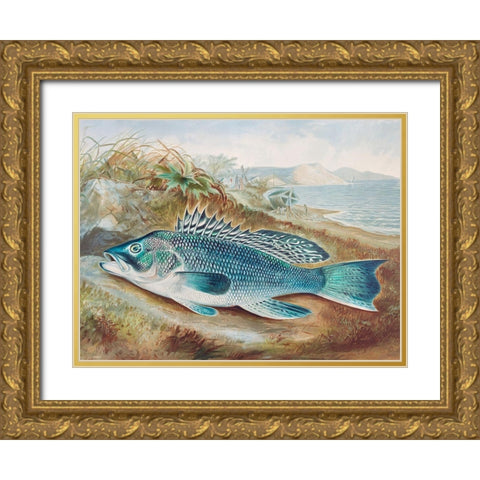 The Sea Bass Gold Ornate Wood Framed Art Print with Double Matting by Kilbourne, Samuel