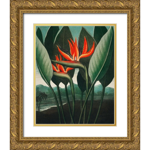 The Queen Plant from The Temple of Flora Gold Ornate Wood Framed Art Print with Double Matting by Thornton, Robert John