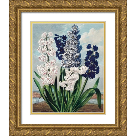 Hyacinths from The Temple of Flora Gold Ornate Wood Framed Art Print with Double Matting by Thornton, Robert John