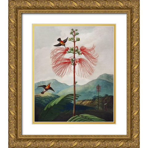 Large Flowering Sensitive Plant from The Temple of Flora Gold Ornate Wood Framed Art Print with Double Matting by Thornton, Robert John