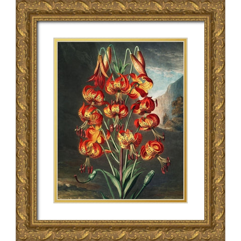 The Superb Lily from The Temple of Flora Gold Ornate Wood Framed Art Print with Double Matting by Thornton, Robert John
