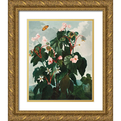 The Oblique Leaved Begonia from The Temple of Flora Gold Ornate Wood Framed Art Print with Double Matting by Thornton, Robert John