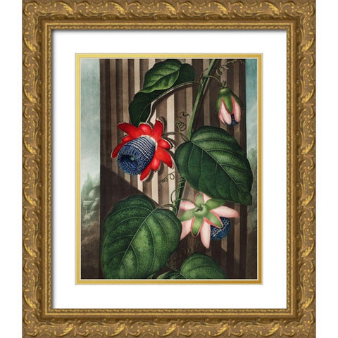 The Winged Passion-Flower from The Temple of Flora Gold Ornate Wood Framed Art Print with Double Matting by Thornton, Robert John
