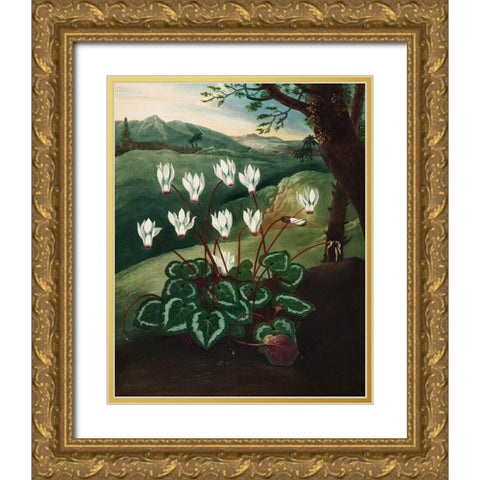The Persian Cyclamen from The Temple of Flora Gold Ornate Wood Framed Art Print with Double Matting by Thornton, Robert John