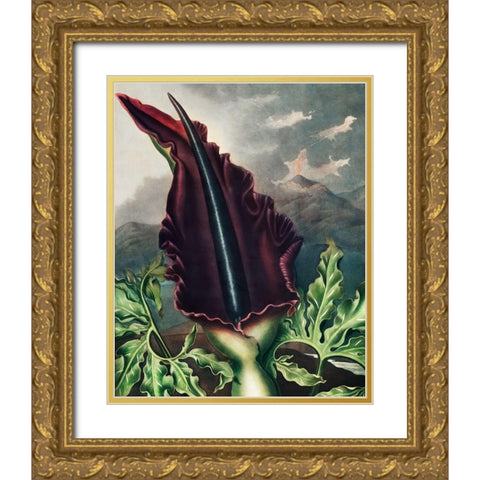 The Dragon Arum from The Temple of Flora Gold Ornate Wood Framed Art Print with Double Matting by Thornton, Robert John