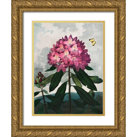 The Pontic Rhododendron from The Temple of Flora Gold Ornate Wood Framed Art Print with Double Matting by Thornton, Robert John