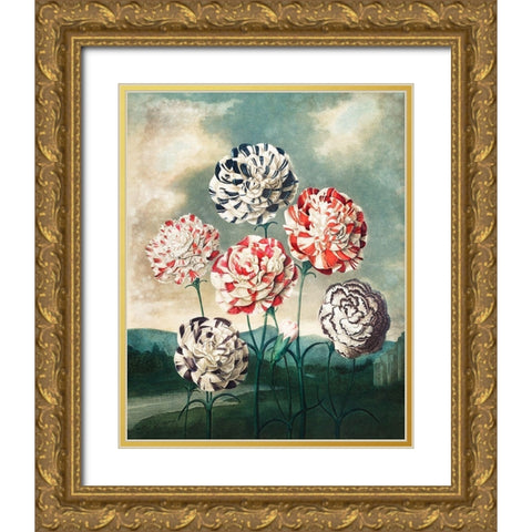 A Group of Carnations from The Temple of Flora Gold Ornate Wood Framed Art Print with Double Matting by Thornton, Robert John