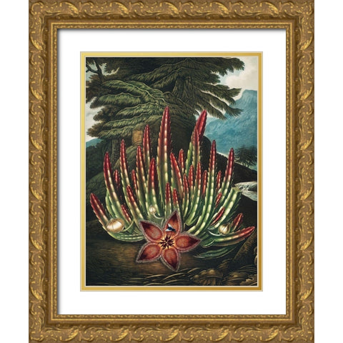 The Maggot Bearing Stapelia from The Temple of Flora Gold Ornate Wood Framed Art Print with Double Matting by Thornton, Robert John