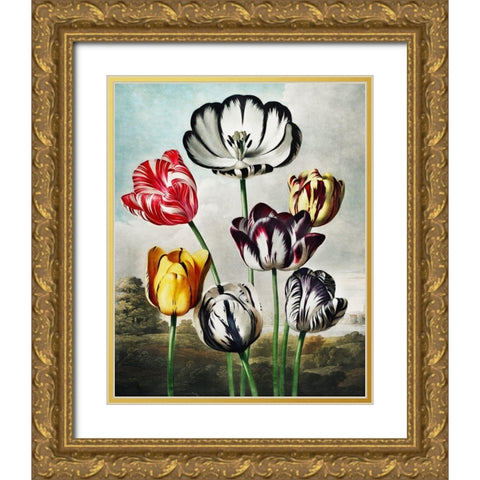 Tulips from The Temple of Flora Gold Ornate Wood Framed Art Print with Double Matting by Thornton, Robert John