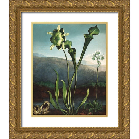 American Bog Plants from The Temple of Flora Gold Ornate Wood Framed Art Print with Double Matting by Thornton, Robert John