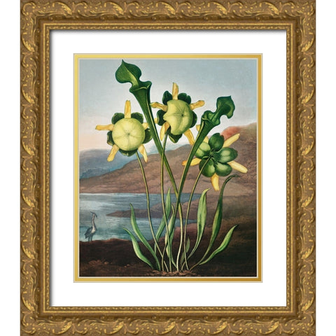Pitcher Plant from The Temple of Flora Gold Ornate Wood Framed Art Print with Double Matting by Thornton, Robert John