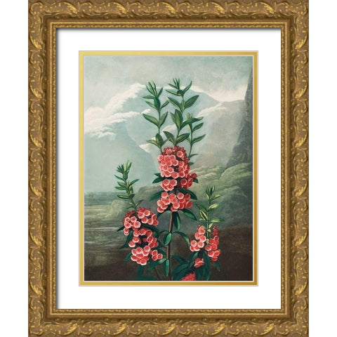 The Narrow Leaved Kalmia from The Temple of Flora Gold Ornate Wood Framed Art Print with Double Matting by Thornton, Robert John