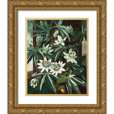 The Passiflora Cerulea from The Temple of Flora Gold Ornate Wood Framed Art Print with Double Matting by Thornton, Robert John